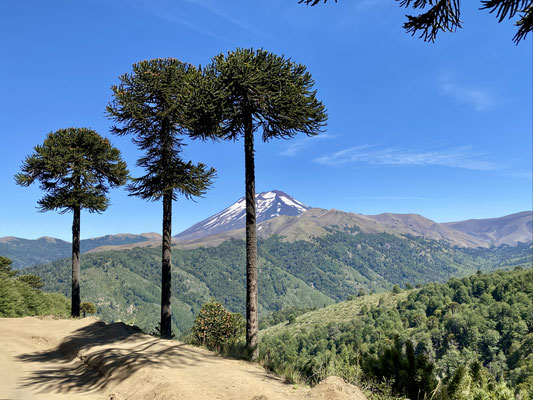Blick zum Vulkan Lonquimay / Chile