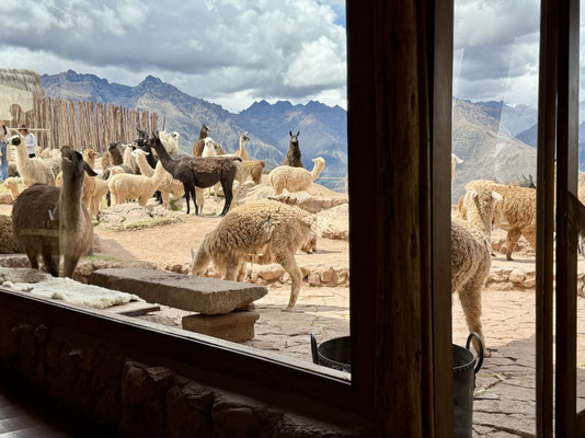 ...bei einem coolen Restaurant mit einer Terrasse voller Lamas + Alpacas
