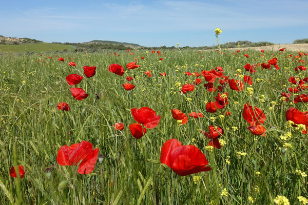 Überall blüht der Mohn