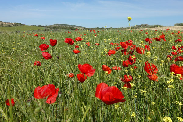 Überall blüht der Mohn