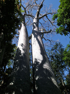 Baobab-Bäume