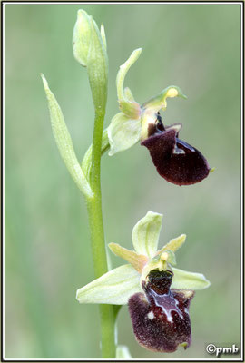 Ophrys-vetula-X-Ophrys-ligustica