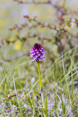 Hybride Neotinea ustulata x Neotinea tridentata