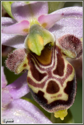 Ophrys-vetula