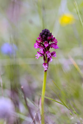 hybride Neotinea ustulata x Neotinea tridentata