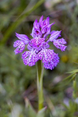 Neotinea tridentata