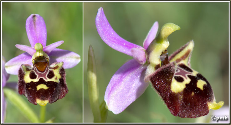 X-Ophrys-vetula-X-Ophrys-druentica