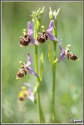 Ophrys-vetula