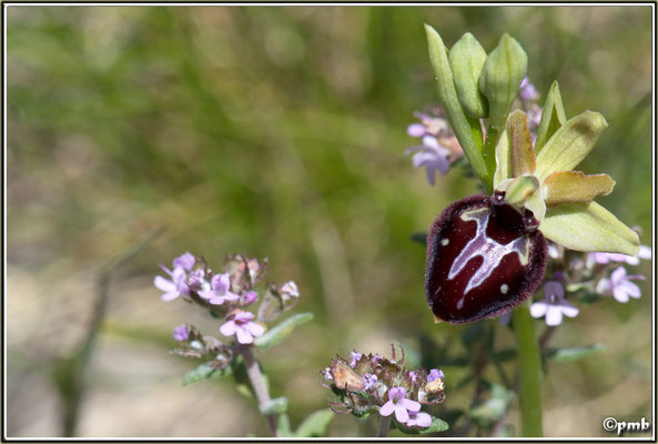 Ophrys-ligustica