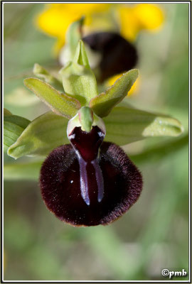 Ophrys-ligustica