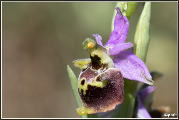 Ophrys-druentica