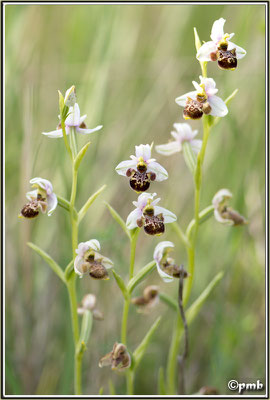 Ophrys-vetula