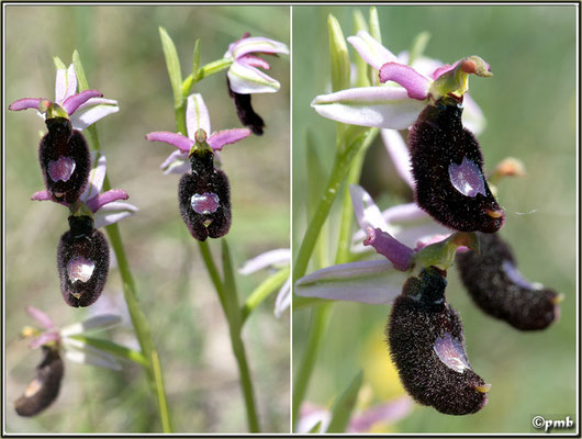 Ophrys-bertolonii