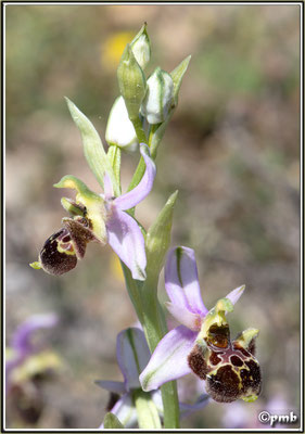 Ophrys-vetula