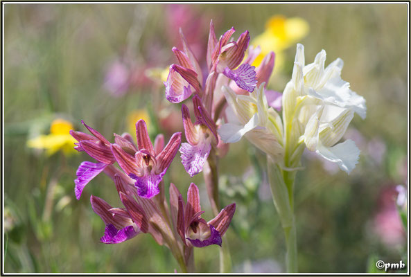 Anacamptis-papilionacea-subsp.-expansa-f.-albiflora-