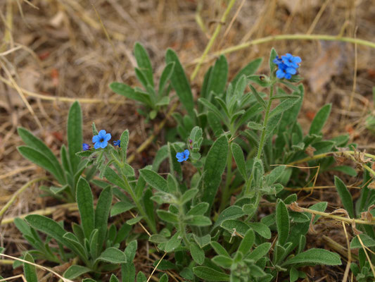 Alkanna tinctoria