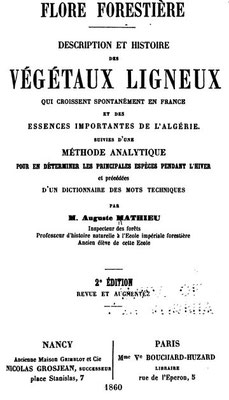 chêne tauzin