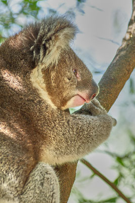 Koala, Australien, Natur