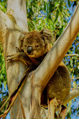 Koala, Australien, Natur