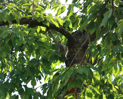 Grünspecht in Kirschbaum im Garten