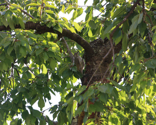 Grünspecht in Kirschbaum im Garten