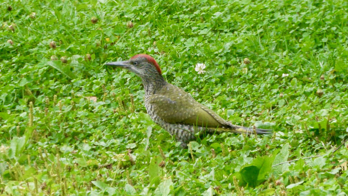 European green woodpecker - Groene Specht - Grünspecht - Gröngöling - Picus viridis