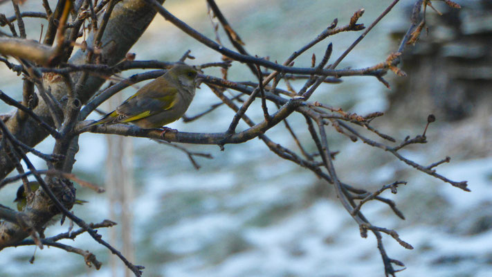 Greenfinch - Groenling - Grünfink - Grönfink - Cloris cloris