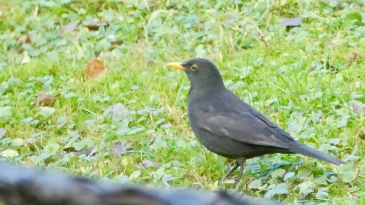 Blackbird - Merel - Amsel - Koltrast - Turdus merula