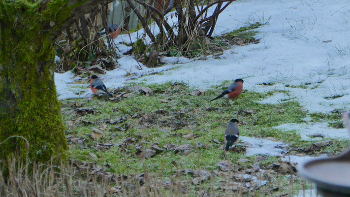 Eurasian bullfinch - Goudvink - Gimpel - Domherre - Pyrrhula pyrrhula