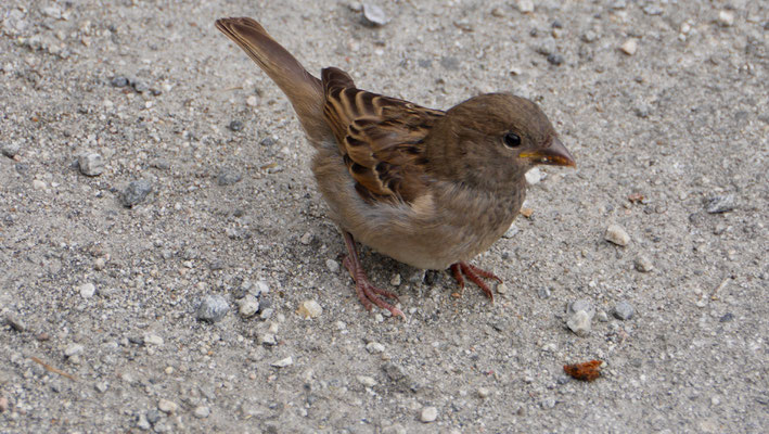 House sparrow - Huismus - Haussperling - Gråsparv - Passer domesticus