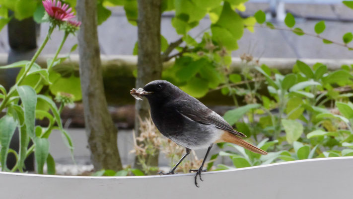 Black Redstart - Zwarte Roodstaart - Hausrotschwanz - Svart rödstjärt - Phoenicurus ochruros