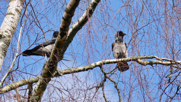 Hooded Crow - Bonte Kraai - Nebelkrähe - Gråkråka - Corvus Corone Cornix