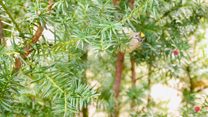 Goldcrest - Goudhaan - Wintergoldhähnchen - Kungsfågel - Regulus regulus