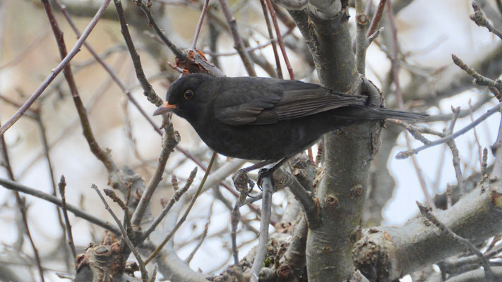 Blackbird - Merel - Amsel - Koltrast - Turdus merula