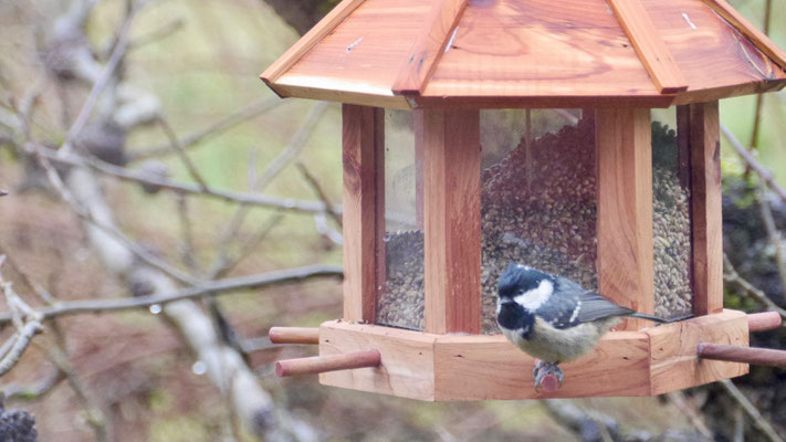 Coal tit - Zwarte Mees - Tannenmeise - Svartmes - Paris ater (Periparus)