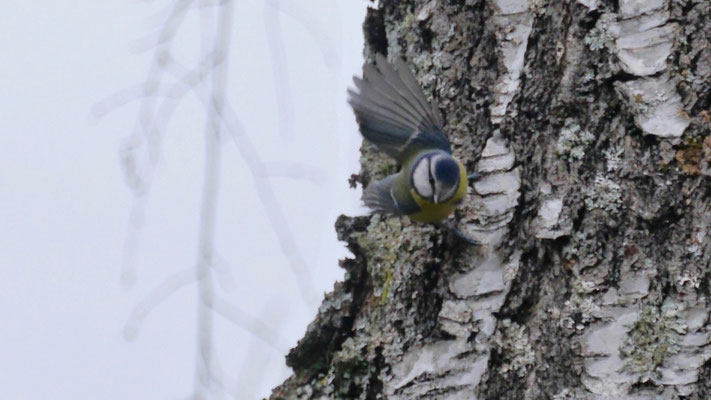 Eurasian blue tit - Pimpelmees - Blaumeise - Cyanistes caeruleus