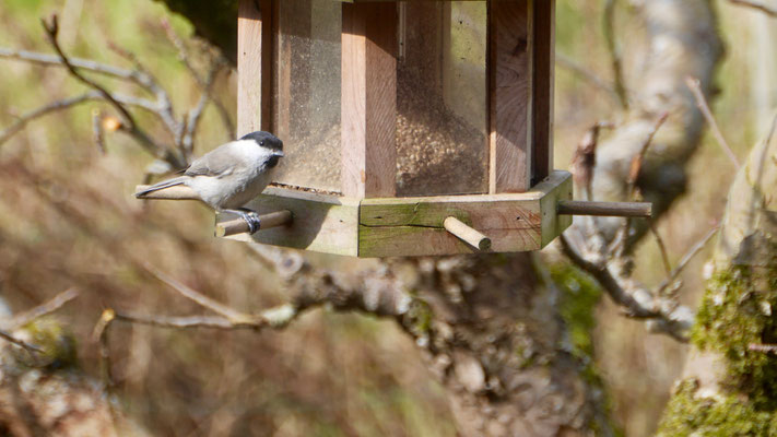 Willow tit - Matkop - Weidenmeise - Talltita - Poecile montanus