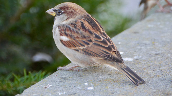 House sparrow - Huismus - Haussperling - Gråsparv - Passer domesticus