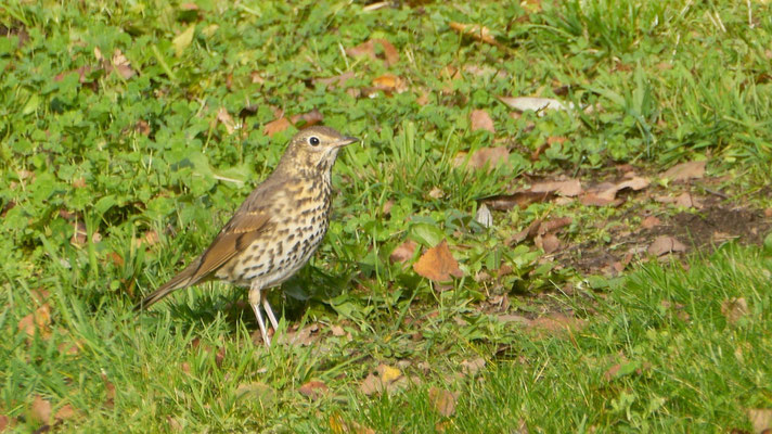 Song Thrush - Zanglijster - Singdrossel - Taltrast - Turdus philomelos