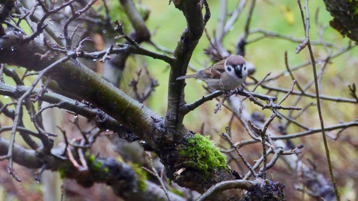 Eurasian tree sparrow - Ringmus - Feldsperling - Pilfink - Passer montanus