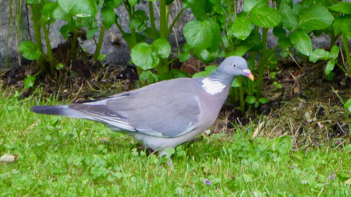 Woodpigeon - Houtduif - Ringeltaube - Ringduva - Columba palumbus