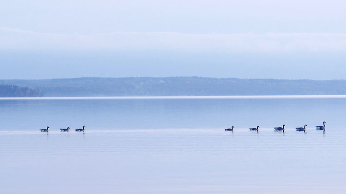 Canada goose - Canadese Gans - Kanadagans - Kanadagås - Branta canadensis