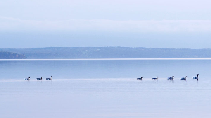 Canada goose - Canadese Gans - Kanadagans - Kanadagås - Branta canadensis