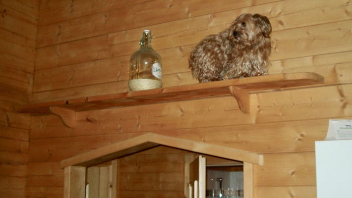 Jodie on a bookshelf above the door to the hall.