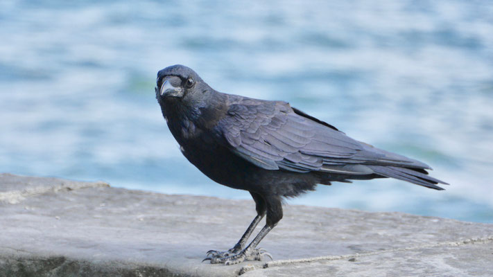 Carrion Crow - Zwarte Kraai - Rabenkrähe - Kråka - Corvus corone corone