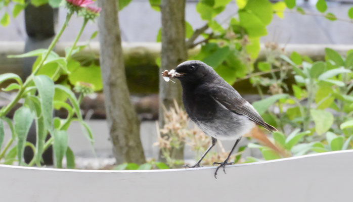 Black Redstart - Zwarte Roodstaart - Hausrotschwanz - Svart rödstjärt - Phoenicurus ochruros