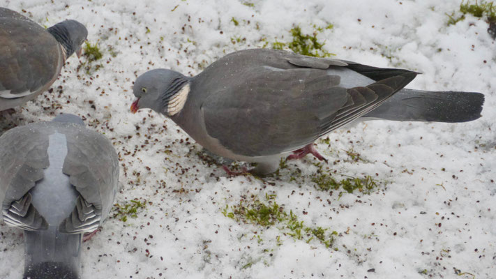 Woodpigeon - Houtduif - Ringeltaube - Ringduva - Columba palumbus