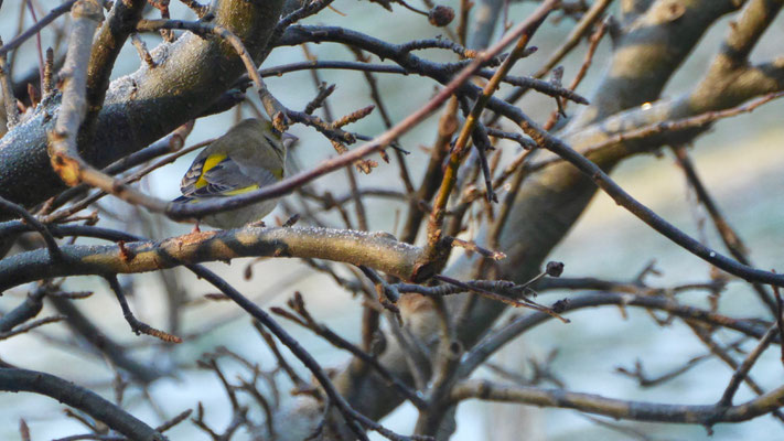 Greenfinch - Groenling - Grünfink - Grönfink - Cloris cloris