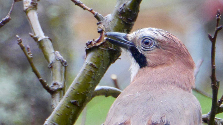 Jay - Vlaamse Gaai - Eichelhäher - Nötskrika - Garrulus glandarius