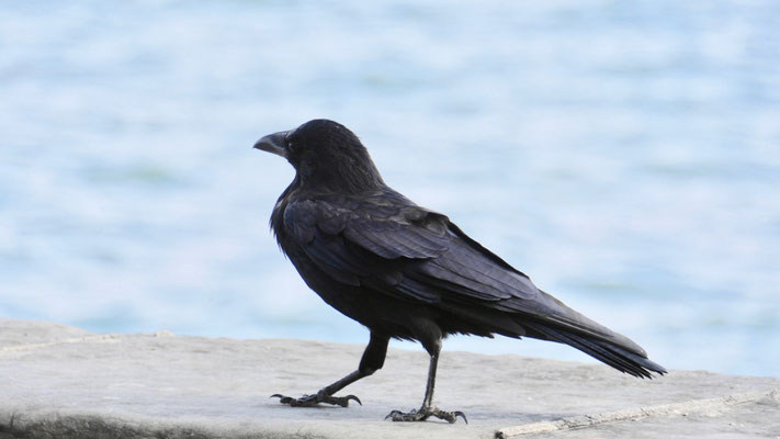 Carrion Crow - Zwarte Kraai - Rabenkrähe - Kråka - Corvus corone corone